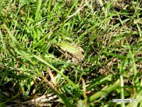 Teichfrosch (Pelophylax esculentus)